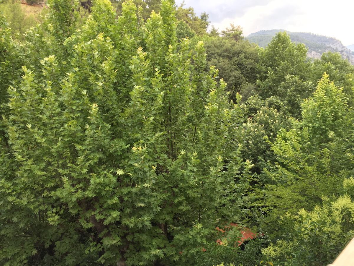 Yuvarlakcay Cinar Butik Hotel Koycegiz  Bagian luar foto